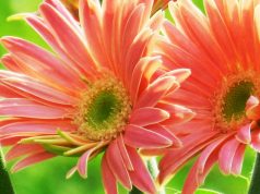 Nome e cognome delle mie allergie: aggiornamento per gli inalanti