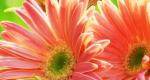 Nome e cognome delle mie allergie: aggiornamento per gli inalanti