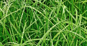 Allergie e professionalità