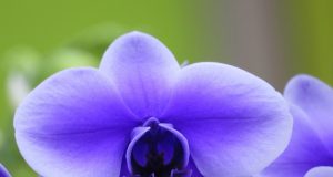 Allergie ai farmaci e osteopatia