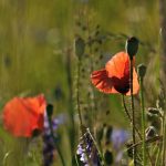 Metodi naturali per curare allergie e intolleranze di Mario Chaput