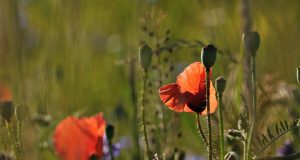 Metodi naturali per curare allergie e intolleranze di Mario Chaput