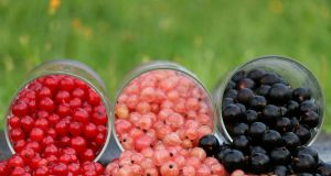 Allergie: cos’è il ribes nigrum