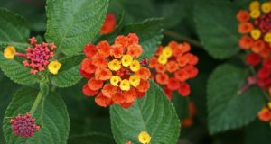 Allergie: parola dell’allergologo Filippo Fassio