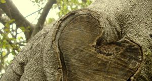 Guarigione senza confini di Tulku Thondup