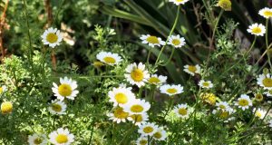 La mia estate 2016 con le allergie