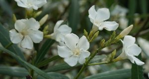 Il terreno allergico e lo stress