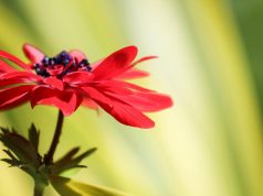 Allergie e l’estetista