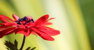 Allergie e l’estetista