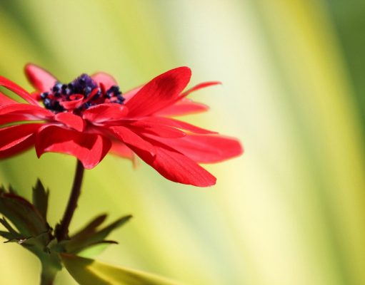 Allergie e l’estetista