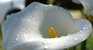 Le mie allergie dopo 16 anni