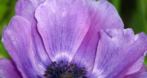 Il respiro felice di Pam Grout