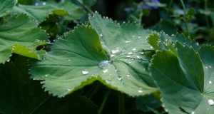 Lo yoga tibetano del respiro di Anyen Rinpoche e A. Choying Zangmo