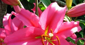 Allergia al nichel e gli agrumi