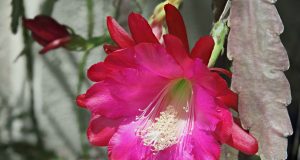 Oxygen, il potere del respiro di Patrick McKeown