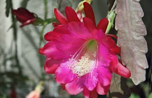 Oxygen, il potere del respiro di Patrick McKeown