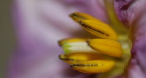 Allergia al nichel e i finocchi