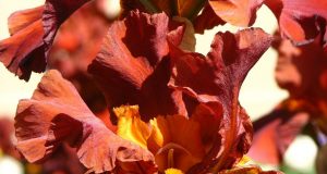 Allergia al nichel e le patate