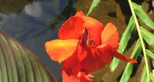 Allergia al nichel e le uova