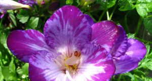 Allergie e tipi di stress