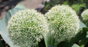 Allergia al nichel e la farina di grano tenero