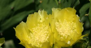 Allergia al nichel e il riso