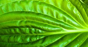 Allergie alimentari e lo zucchero