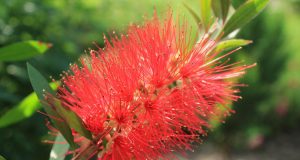 Le parole che fanno bene (anche con le allergie)