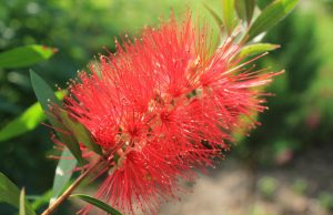 Le parole che fanno bene (anche con le allergie)