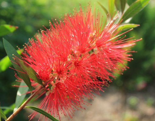 Le parole che fanno bene (anche con le allergie)