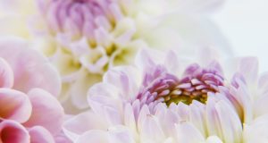 Allergia ed edema della palpebra