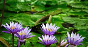 Allergie: una compagnia spinosa