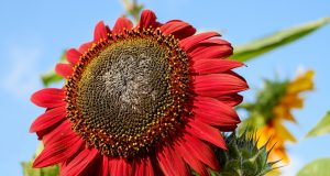 Allergie e vegetarianismo