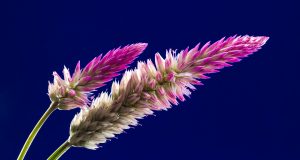 La mia estate 2017 con le allergie