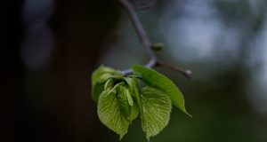 Allergie e acido folico