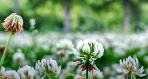 Le allergie e l’allergologo