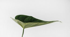 Crescere con le allergie