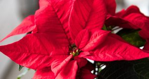 Natale con le allergie