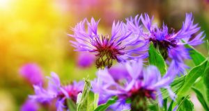 Allergie e maggiore consapevolezza di se stessi