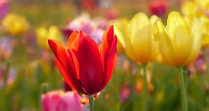 Allergie: la storia di Lucy e della sua bambina