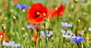 Piano d’Azione per un’allergologia sociale