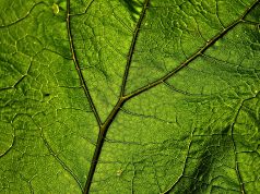 Allergia ai farmaci e la menopausa