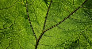 Allergia ai farmaci e la menopausa