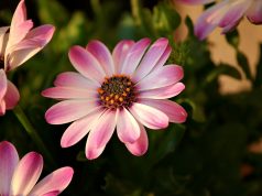 Allergia ai pollini di cipresso