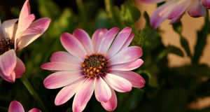 Allergia ai pollini di cipresso