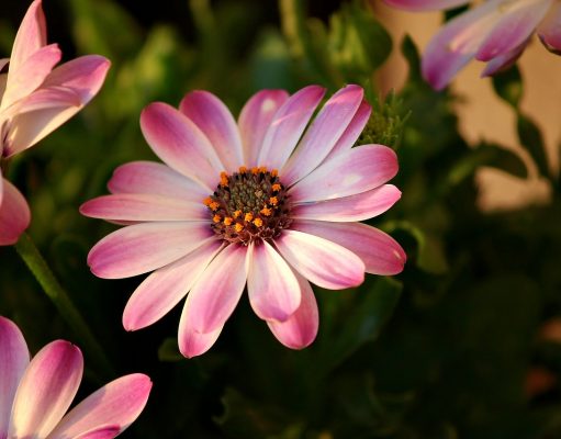 Allergia ai pollini di cipresso