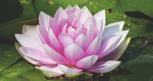 Allergia al nichel e i jeans