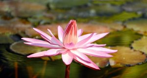 Allergie: consigli della psicologa Alessia Romanazzi