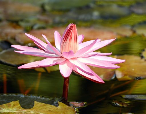Allergie: consigli della psicologa Alessia Romanazzi