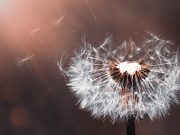 Allergie e un anno da dimenticare